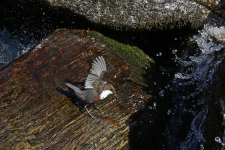 White-throated dipper, Cinclus Cinclus, carrying nest material in front of waterfall