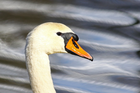 Bright portrait of a mute swan with blurred water reflections in the backgroundの写真素材