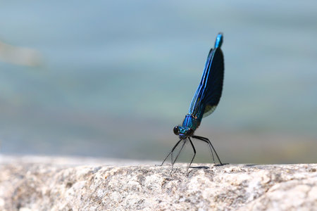 Damsel dragonfly, Calopteryx Virgo, sunbathing on a rock by a pondの写真素材