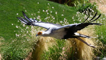 Portrait of secretary bird, saggitarius serpentarius, in flight