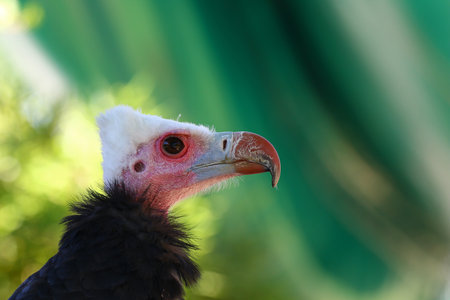 Detailed portrait of a white headed vulture, trigonoceps occipitalis
