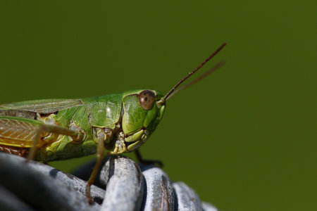 Macro portrait of a green grasshopper on metal wire against a blurred green backgroundの写真素材