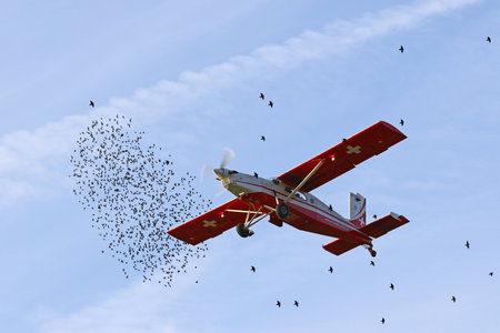 A Patrouille Suisse pilatus Porter "Felix" taking off with paratroopers in the middle of flocks of migrating starlings in Locarno, Switzerland, on October 28, 2016のeditorial素材