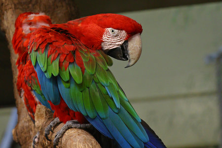 Colorful parrot portraitの写真素材
