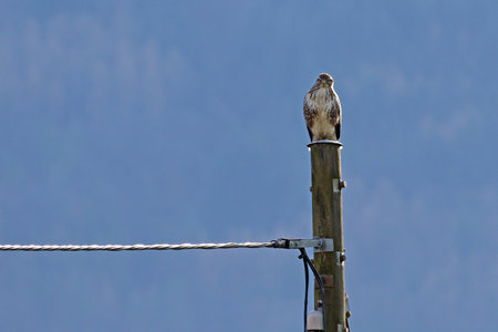 Common buzzard, buteo buteo, on an old wooden electric pole against blue skyの写真素材