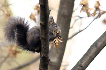 European red squirrel feeding on a tree branchの写真素材