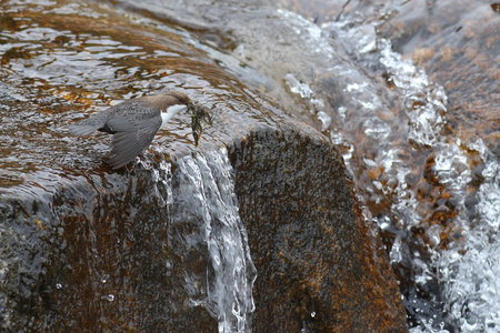 White-throated dipper, Cinclus cinclus, carrying nest building material through a waterfall
