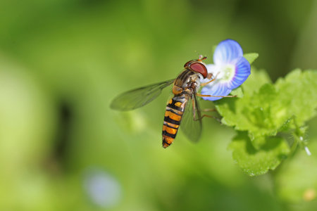 Colorful fly on a forget-me-not flower against a bright green backgroundの写真素材
