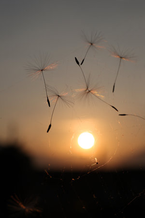 Dandelion seed suspended in a spider web in mid air with a fly in front of sunsetの写真素材