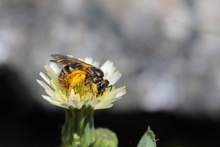 Honeybee covered in pollen on a pale yellow flowerの写真素材