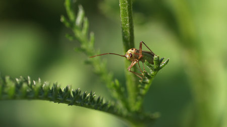 Bug on green plant against a blurred garden backgroundの写真素材