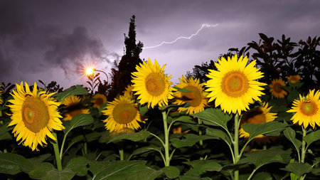 Sunflower field against a stormy night with lightning and street light backgroundの写真素材