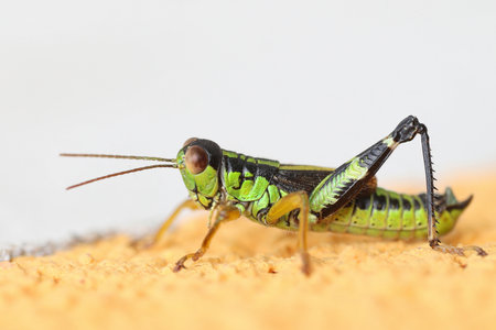 Male Green Mountain Grasshopper, Miramella alpina, macro portraitの写真素材