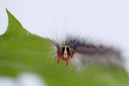Gypsy moth, Lymantria Dispar, in its caterpillar state: one of the most destructive pests of...