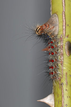 Gypsy moth, Lymantria Dispar, in its caterpillar state: one of the most destructive pests of hardwood treesの写真素材