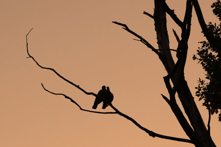 Two wood pigeons, Columba palumbus, cuddling on a branch against a pink sunset skyの写真素材