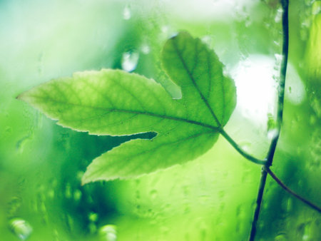 Green leaf with water drops, macro, nature background vの写真素材