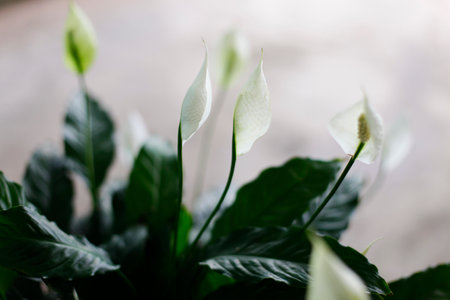 Green leaves texture. Beautiful green leaves in VietNam, green pattern background, Green leaves with sun ray, Green leaves close up, green background, texture, fresh nature fragmentの写真素材