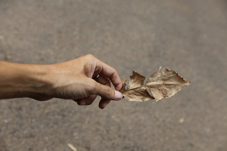 The fallen autumn leaves on the pavement, background of fallen autumn leaves on black asphalt, outdoor.の写真素材