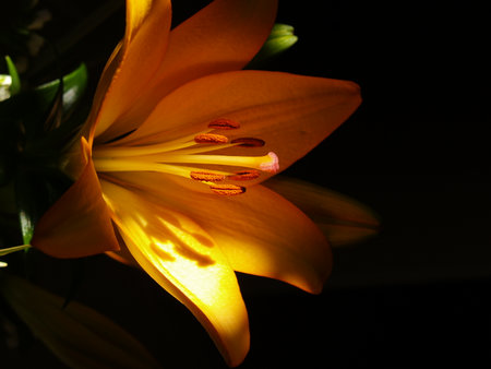 Zephyranthes lily flower. Common names for species in this genus include fairy lily, rainflower, zephyr lily, magic lily, Atamasco lily, madonna lily and rain lilyの写真素材