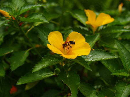 wild flower-Southern in Viet Nam.
