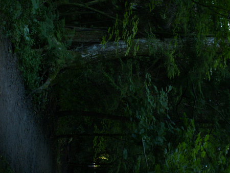 Green view of tree and forest in Cates Park, Vancouver, Canada.
