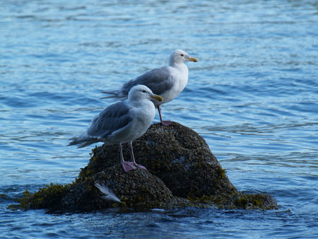 Green view of tree and forest in Cates Park, Vancouver, Canada.の写真素材