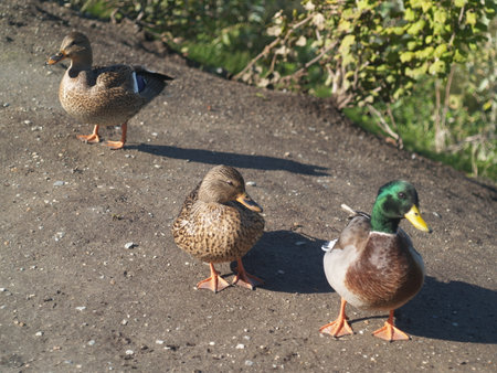 Northern Shoveler duck in vancouver bc canada.の写真素材