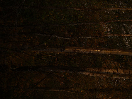 Autumn leaves on a tree backgroundの写真素材