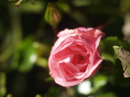 Beautiful pink rose in a gardenの写真素材