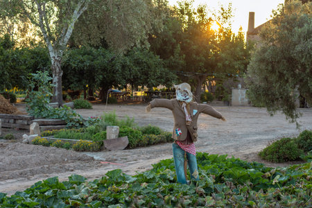 Scarecrow in the farm field at sunsetの写真素材