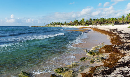 Akumal beach - tropical beach in Quintana Roo, Mexico - caribbean coastの写真素材