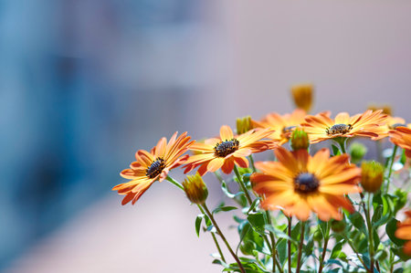 Orange daisies, selective focus isolated from the background, copy spaceの写真素材