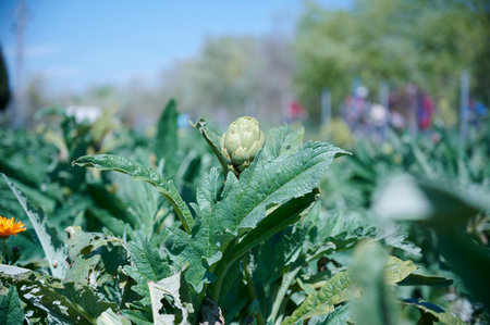 Artichokes planted in farmers fieldの写真素材