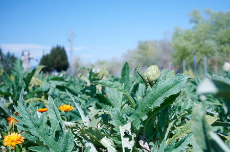 Artichokes planted in farmers fieldの写真素材