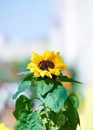 Sunflower plant with vertical format copy spaceの写真素材
