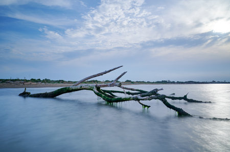 Fallen tree on the beach, Tranquility conceptの写真素材