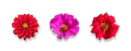 3 fresh flowers isolated on white. Greeting card objects for anniversary, wedding, mother's and...