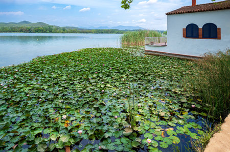 View of Banyoles lake with water lilies in the foregroundの写真素材