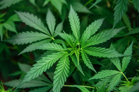 fresh green cannabis leavesの素材