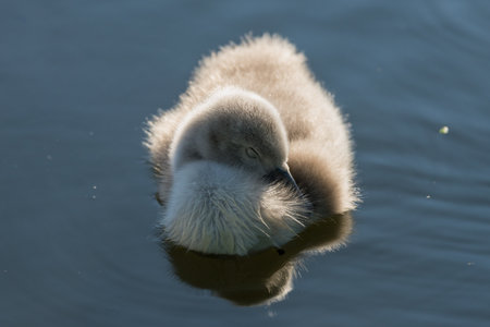 Swan ducklingの写真素材