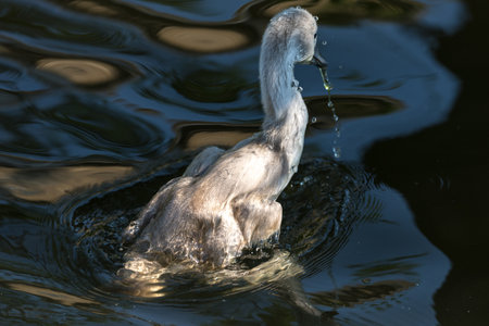 Swan duckling divingの写真素材