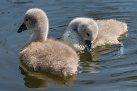 Swan ducklingの写真素材