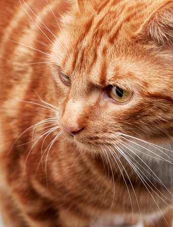 Red ginger tabby cat close up on face and eyes focusing on it's amazing coat.