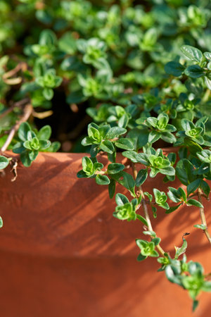 Thyme close-up growing in a terracotta garden pot.の写真素材