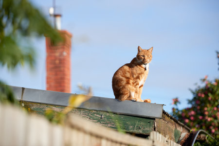Ginger red tabby cat sitting on a corrugated iron roof on a sunny day looking at the  camera.の写真素材