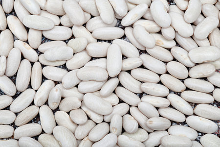 haricot beanの写真素材