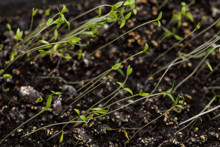 Young shoots.  Grass.の写真素材