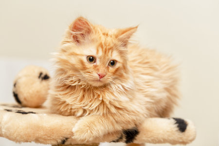 fluffy ginger kittenの写真素材