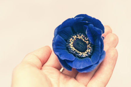 Blue flower in the handsの写真素材